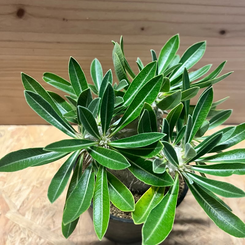 パキポディウム 恵比寿大黒 | GREEN LUCK