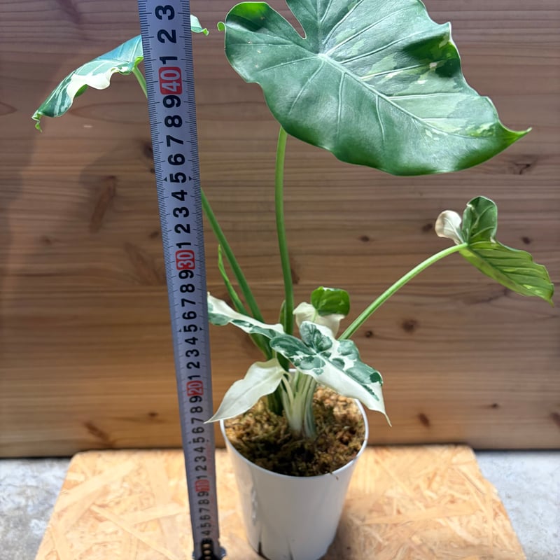 アロカシア オドラ クワズイモ 斑入り | GREEN LUCK