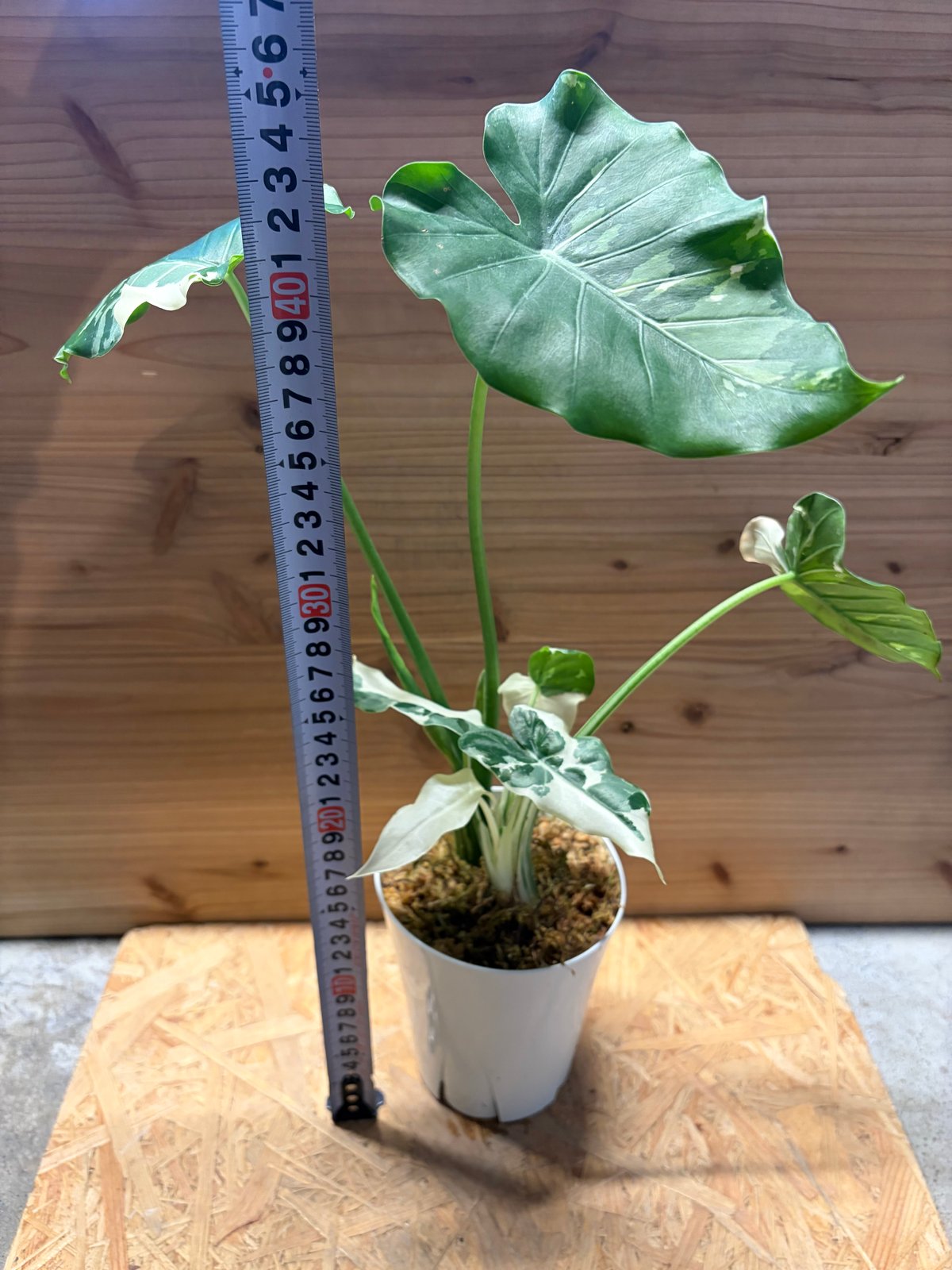 クワズイモ斑入り　アロカシアククラータ斑入り　イモ3点セット❗ クワズイモ斑入り アロカシアククラータ斑入り イモ3点セット