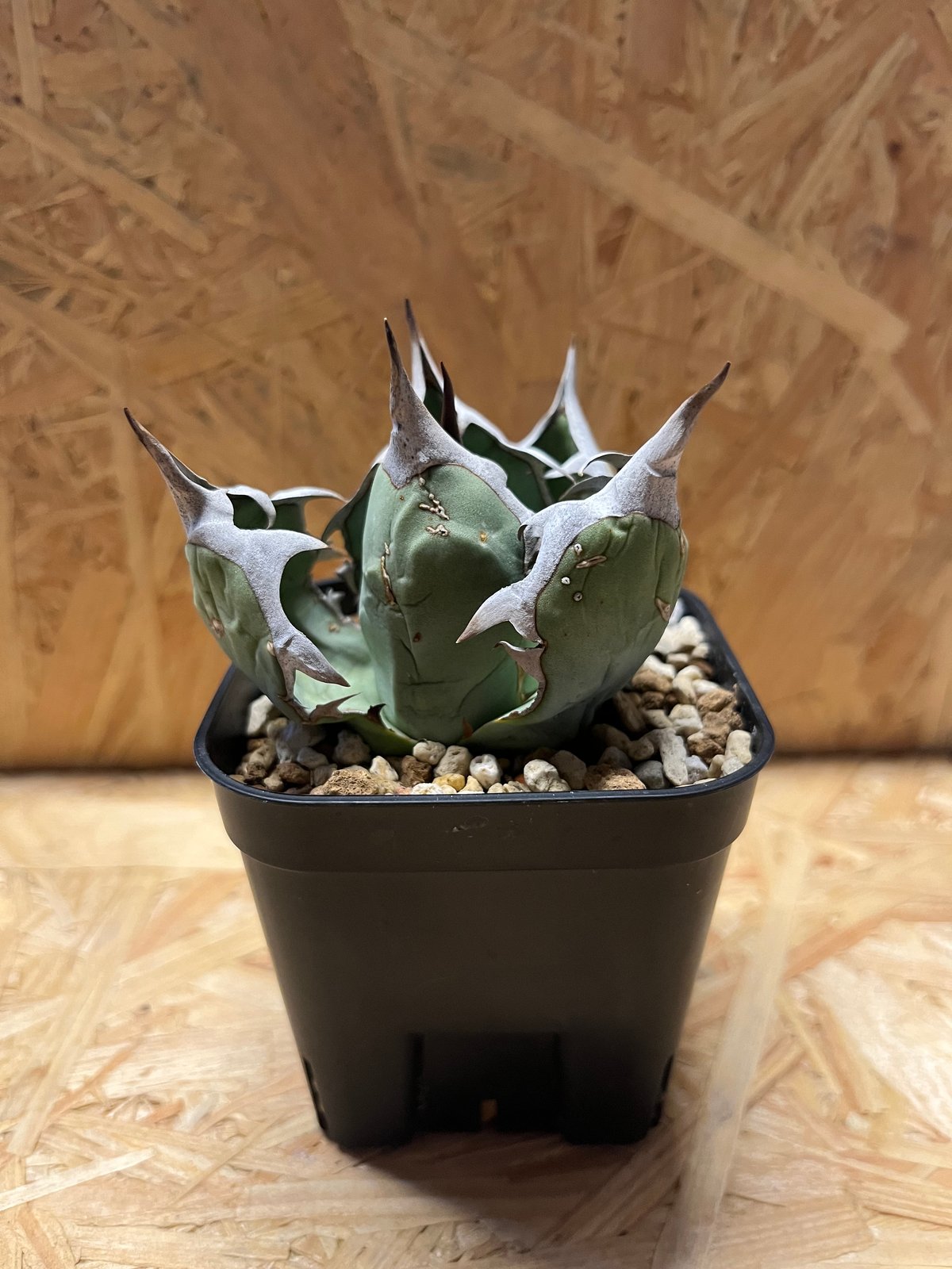 アガベ オテロイ チタノタ fromUriel メキシコ オアハカ 実生ウリエル