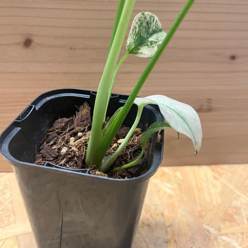 モンステラ デリシオーサ ホワイトモンスター | GREEN LUCK