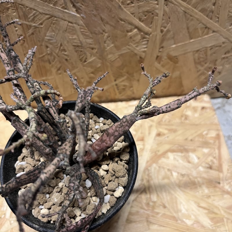 ユーフォルビア プラティクラダ | GREEN LUCK