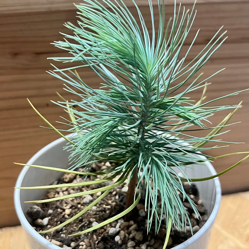 マルチネス ピニョンマツ | GREEN LUCK