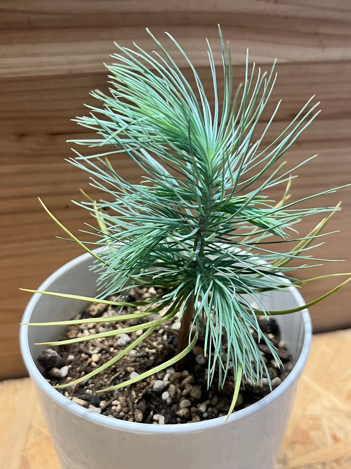 シルバーリーフ　マルチネス　ピニョン松　ピニョンマツ　鉢植え　苗 マルチネスピニョン松 7号鉢 観葉植物 鉢植え グリーン オリジナル 激