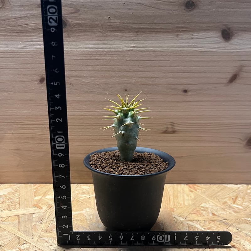 パキポディウム アンボンゲンセ | GREEN LUCK