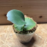 ネオレゲリア デメター | GREEN LUCK