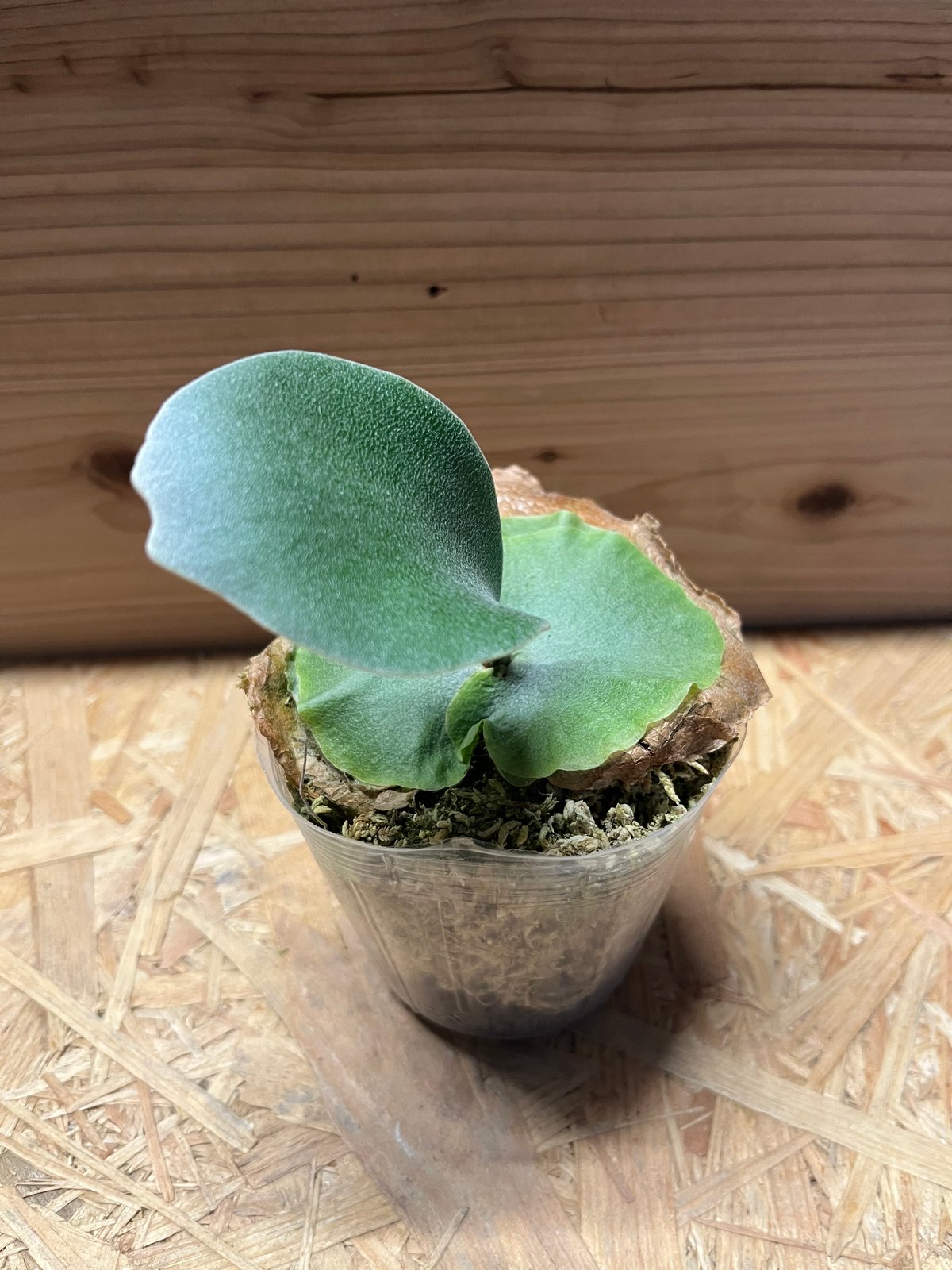 ビカクシダ ホエール スパウト | GREEN LUCK