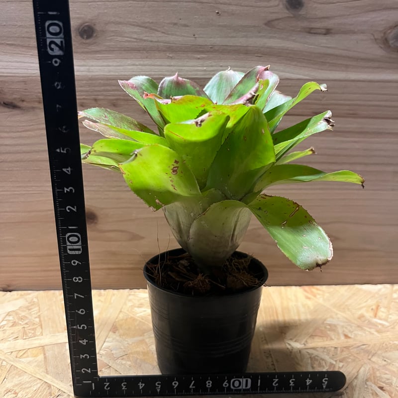 ネオレゲリア マーブルニック | GREEN LUCK