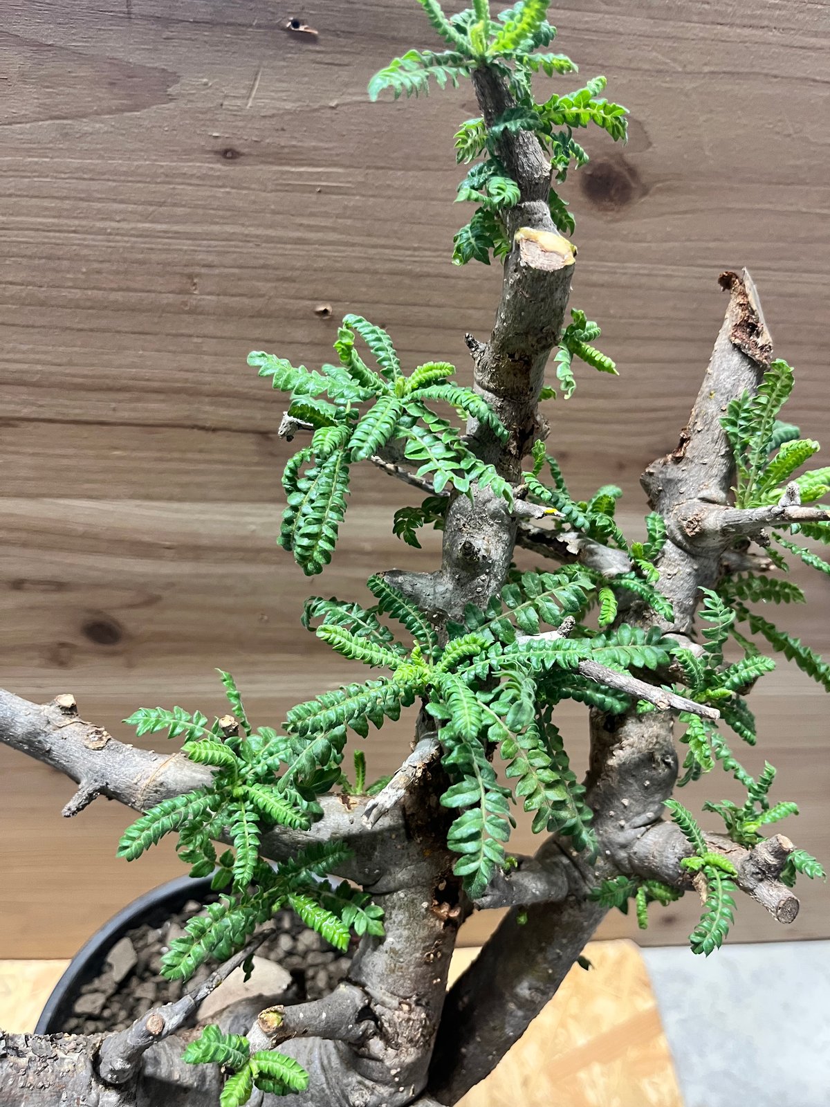 ボスウェリアネグレクタ ボスウェリア ネグレクタ | GREEN LUCK