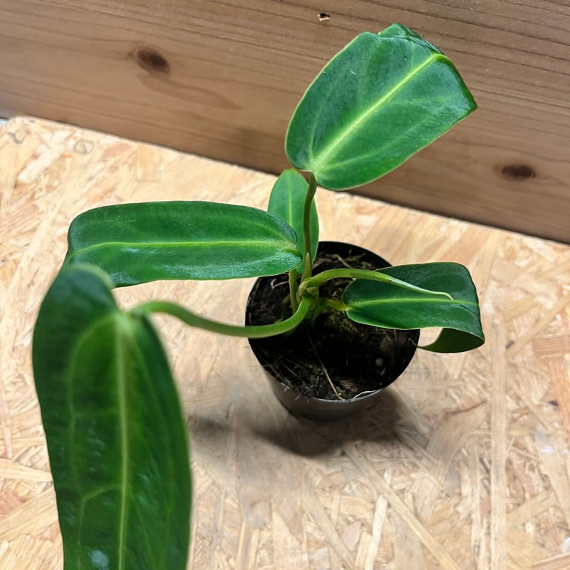 アンスリウム ワロクアナム | GREEN LUCK