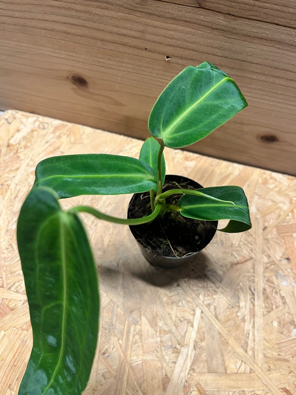 アンスリウム ワロクアナム | GREEN LUCK