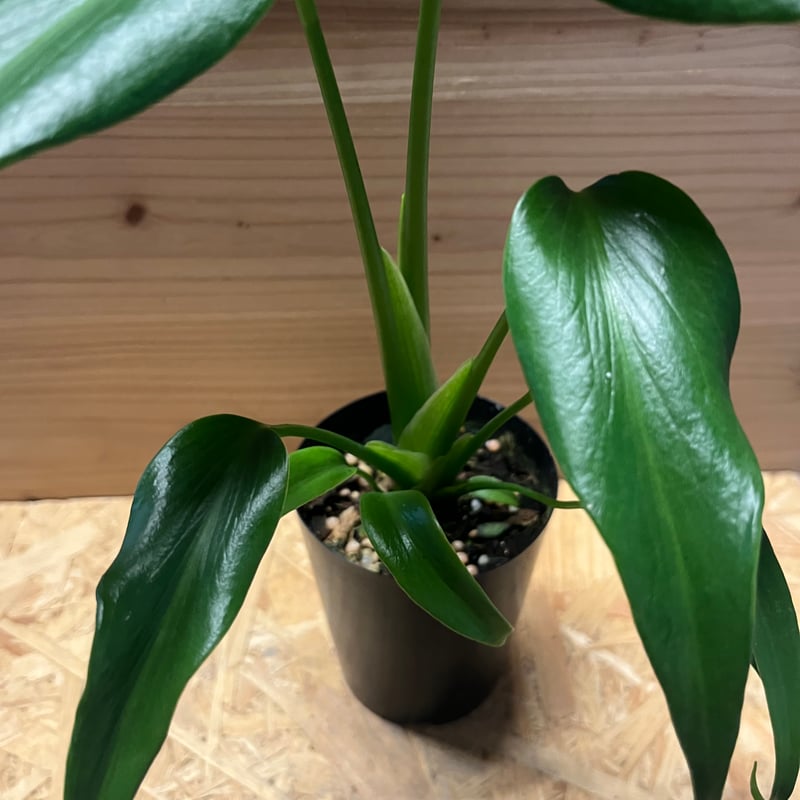 【セール】モンステラ　バールマルクスフレーム　No.036　鉢、送料込 モンステラ バールマルクスフレーム(Monstera burle marx's