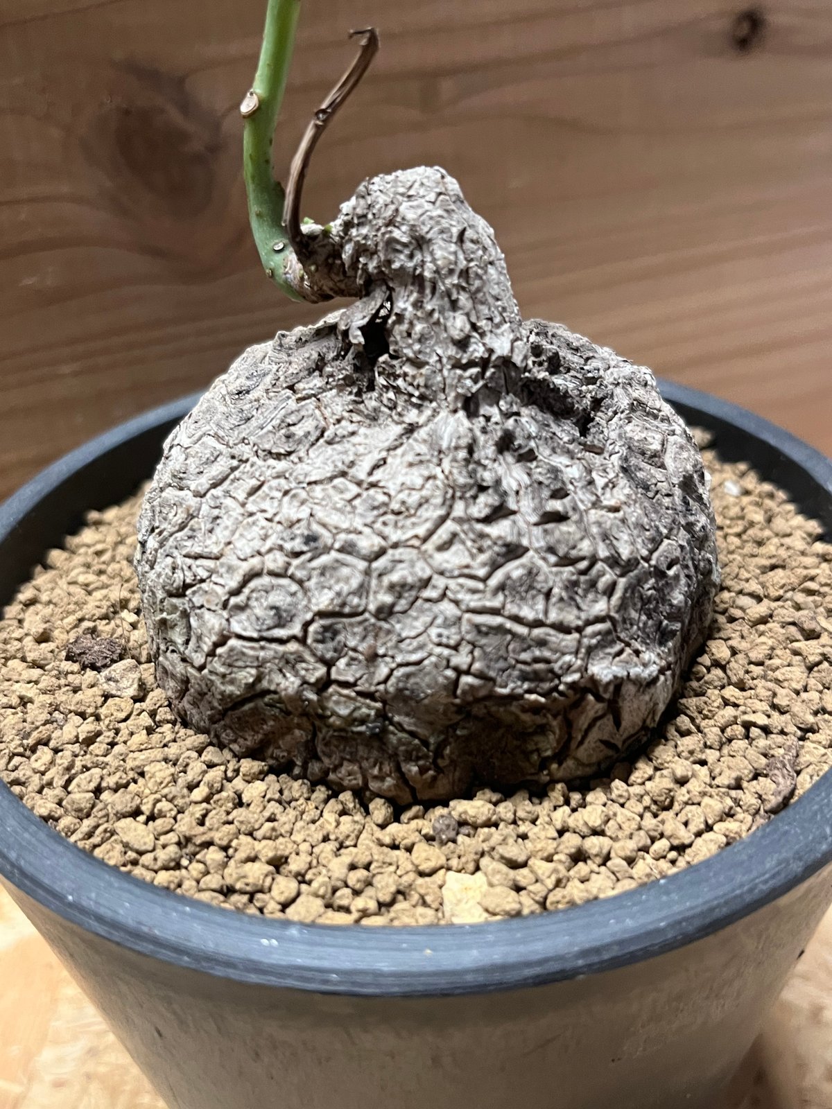 極美株/塊根植物】ステファニア スベローサ セレクト中株 発根