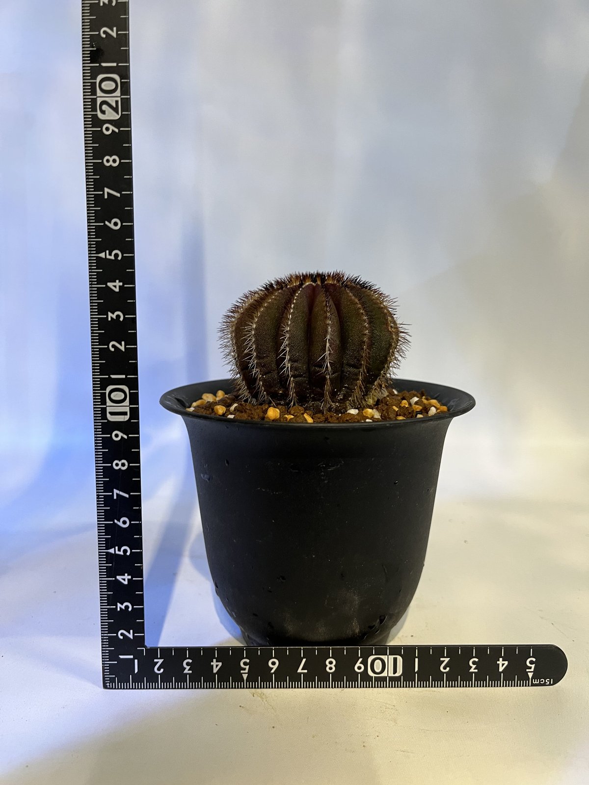 ユーベルマニア ペクチニフェラ | GREEN LUCK