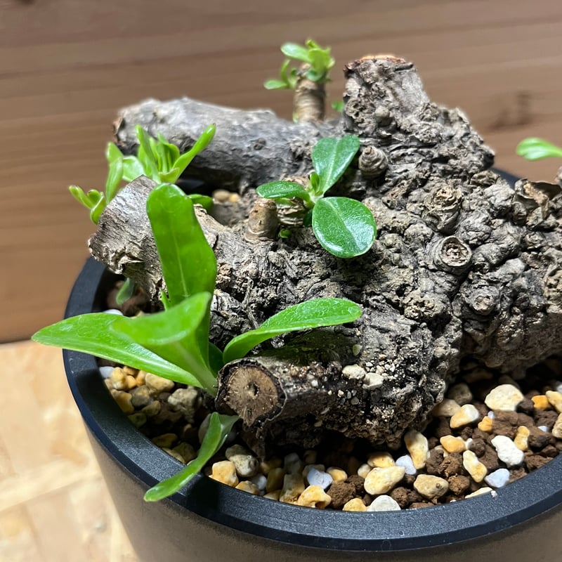 クサトベラ 観葉植物 発根済 盆栽風 琉球盆栽風 植物 クサトベラ | GREEN LUCK