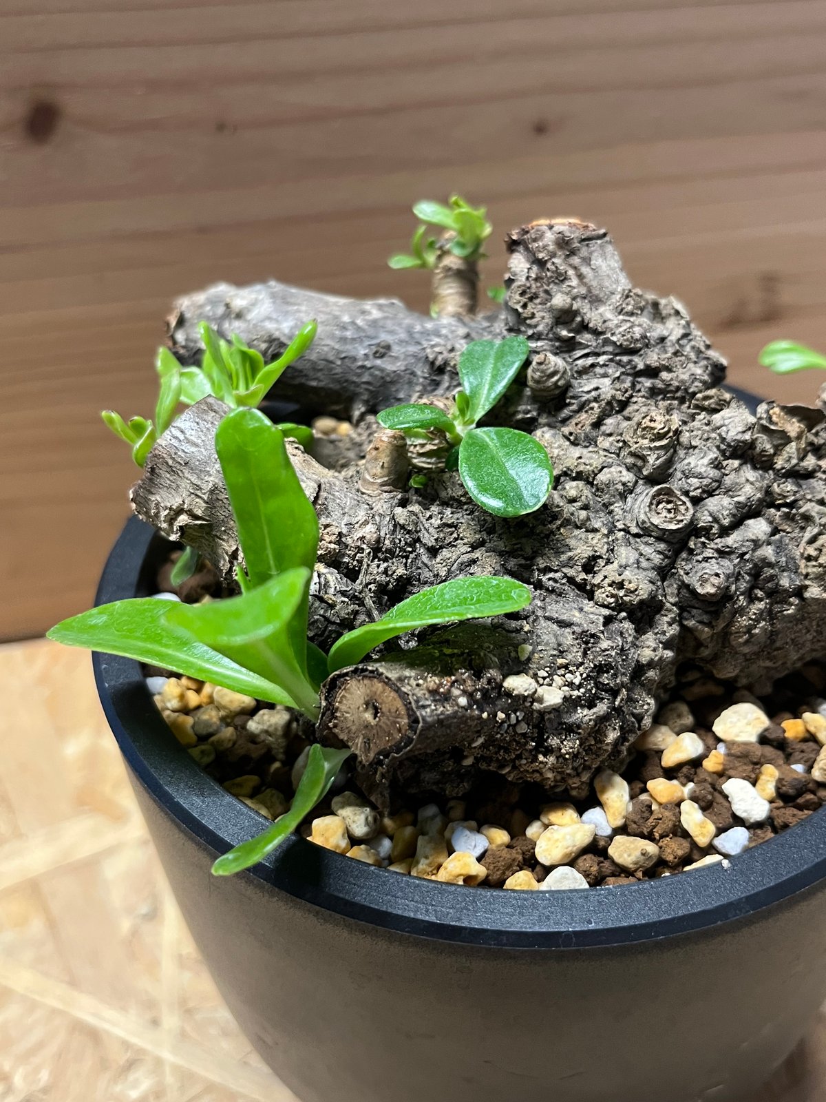 クサトベラ | GREEN LUCK