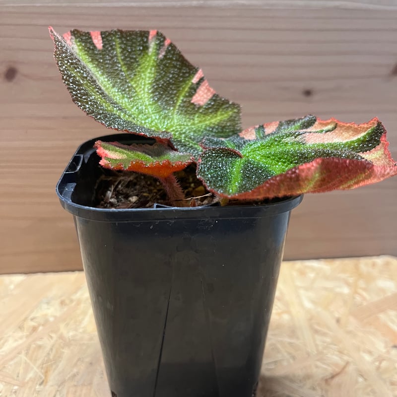 ベゴニア ソリムタータ 斑入り | GREEN LUCK