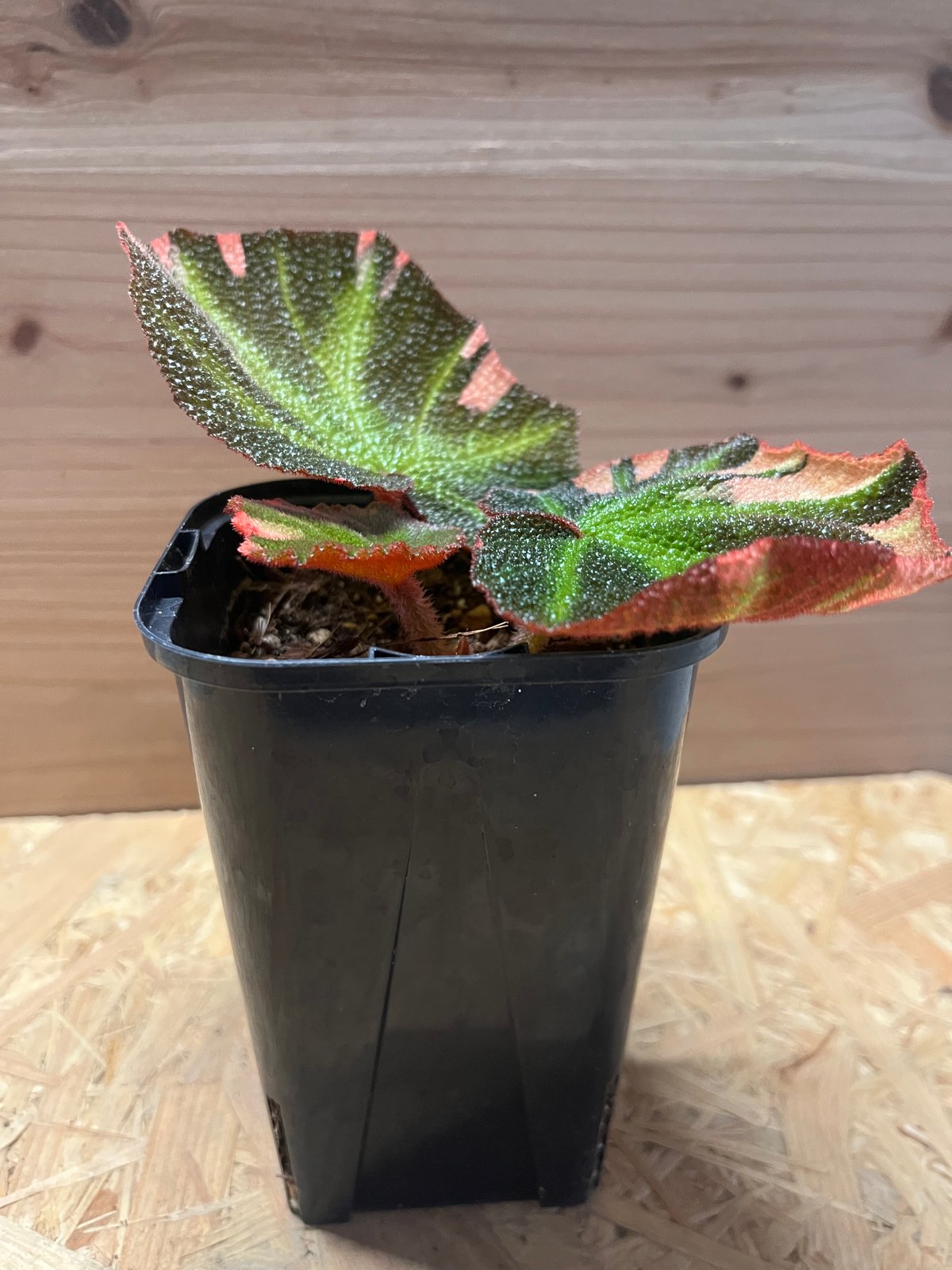 ＊希少＊ ベゴニア　ソリムタータ　斑入り　3.5号＊ ベゴニア ソリムタータ バリエガータ Begonia soli mutata