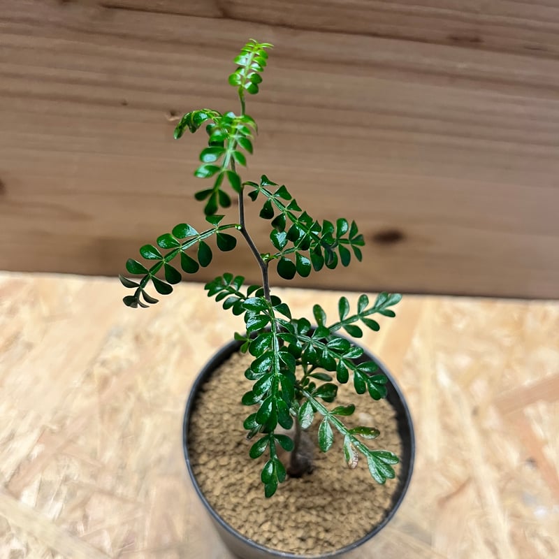 オペルクリカリア パキプス | GREEN LUCK