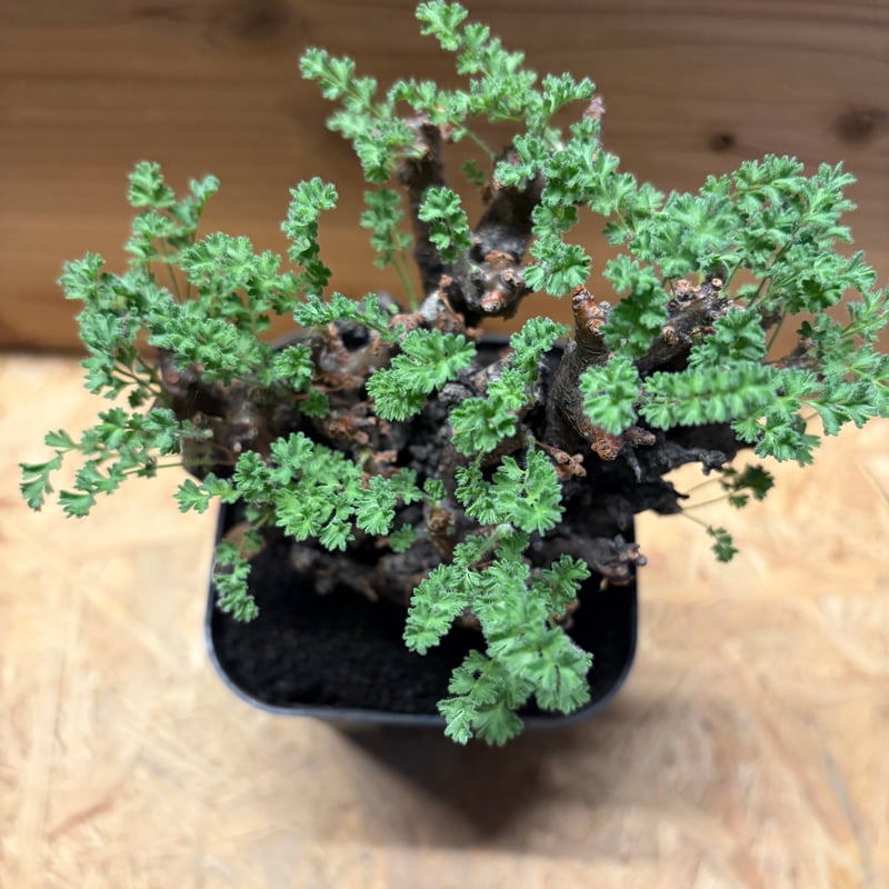 ペラルゴニウム アルテルナンス | GREEN LUCK