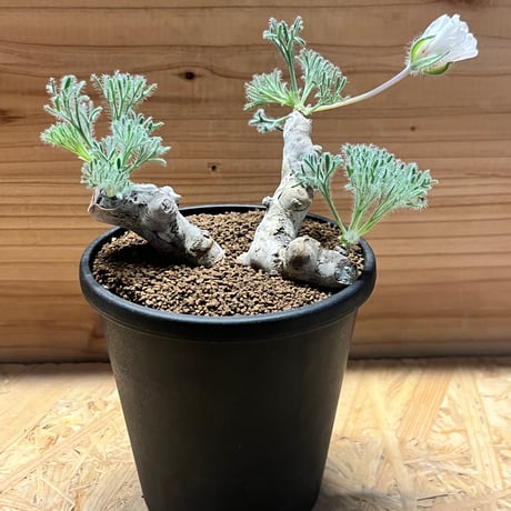 モンソニアムルチフィダ | STORES