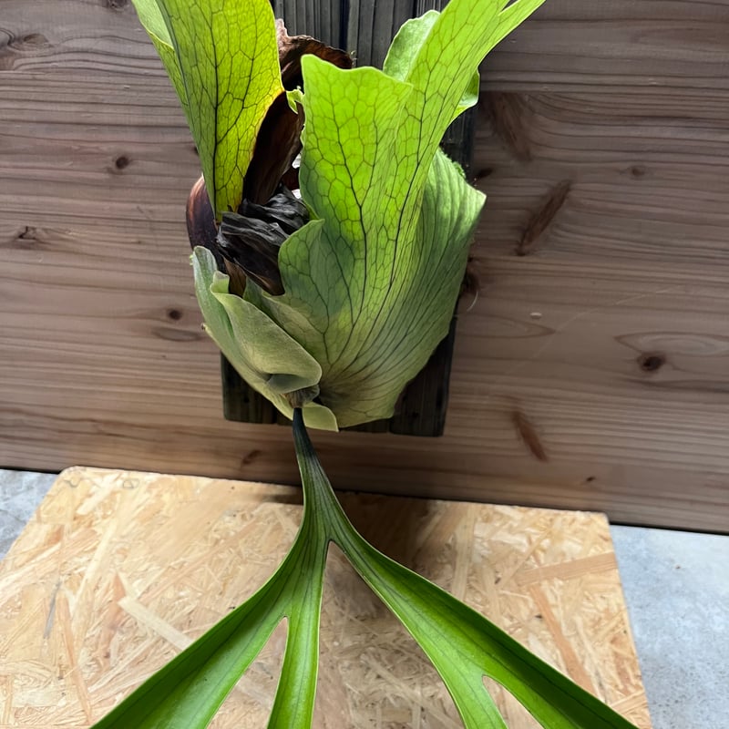 ビカクシダ コロナリウム | GREEN LUCK