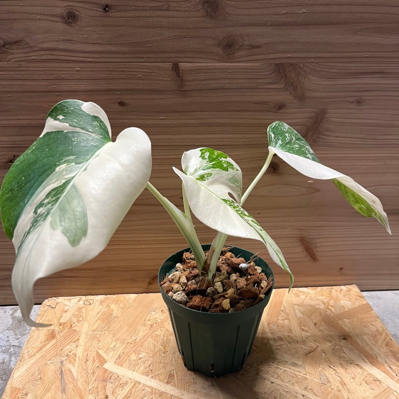 極斑入り モンステラ ボルシギアナ バリエガータ | GREEN LUCK