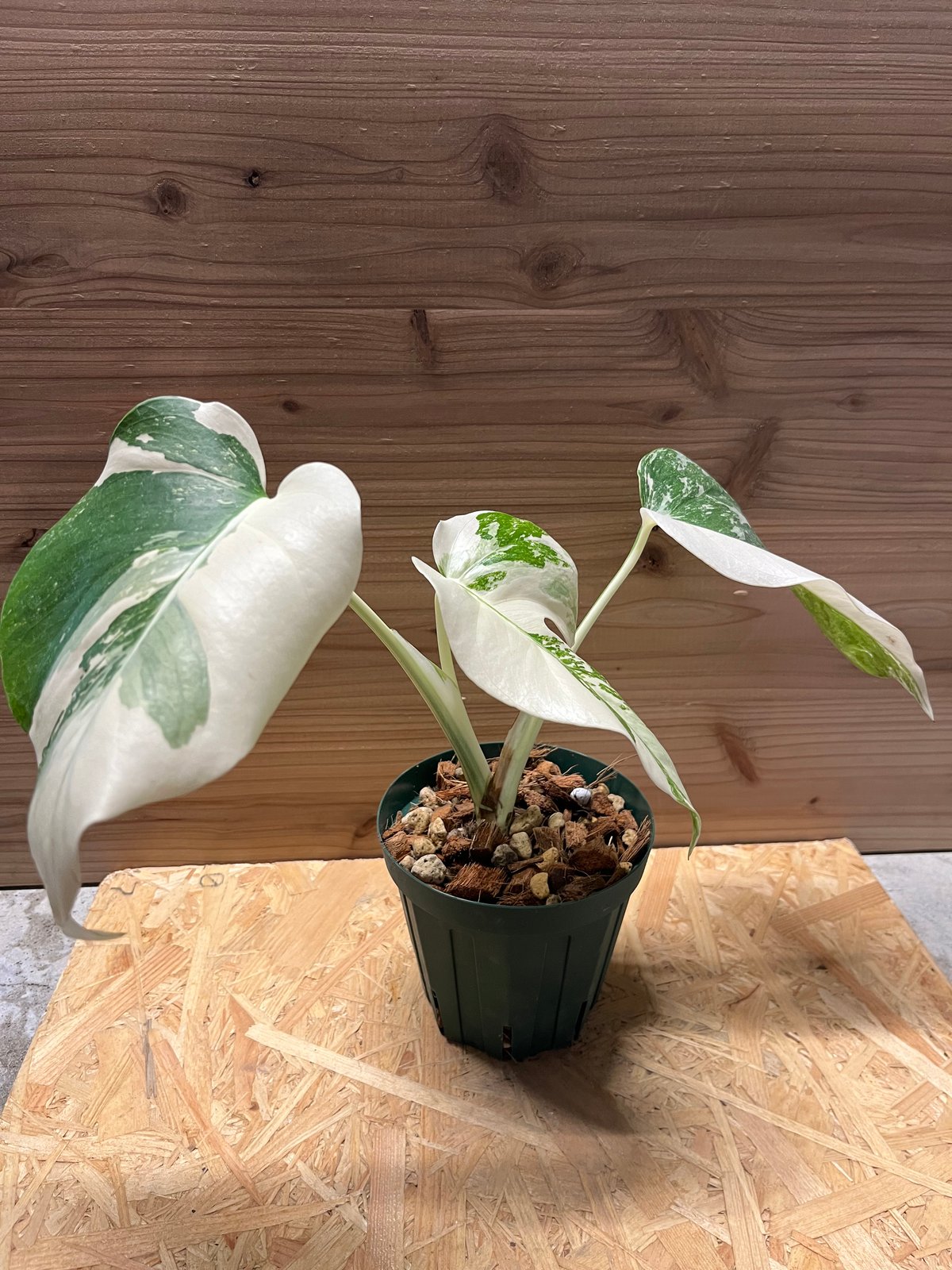 極斑入り モンステラ ボルシギアナ バリエガータ | GREEN LUCK