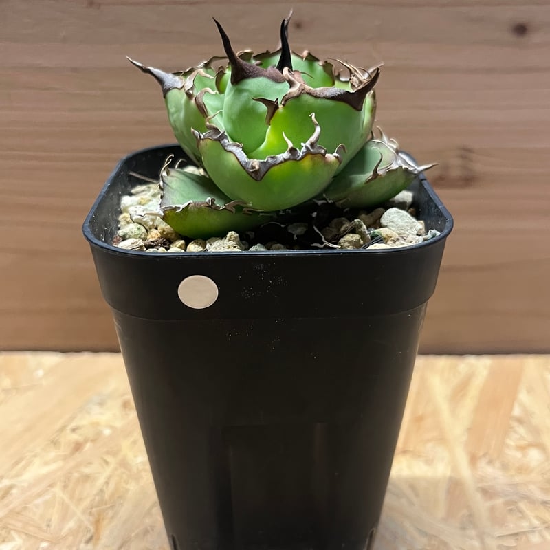 アガベ チタノタ ペルシアンドワーフ | GREEN LUCK