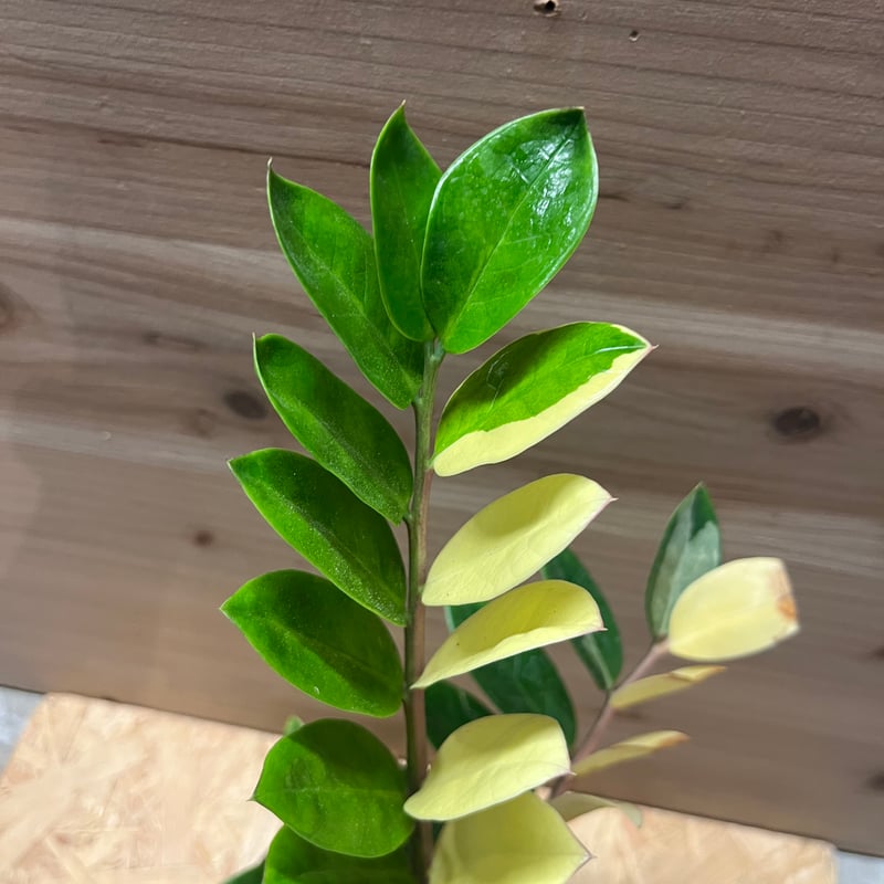 超希少❗️美株❗️ザミオクルカス　ザミフォーリア　斑入り✨ ザミオクルカス ザミフォーリア 斑入り | GREEN LUCK