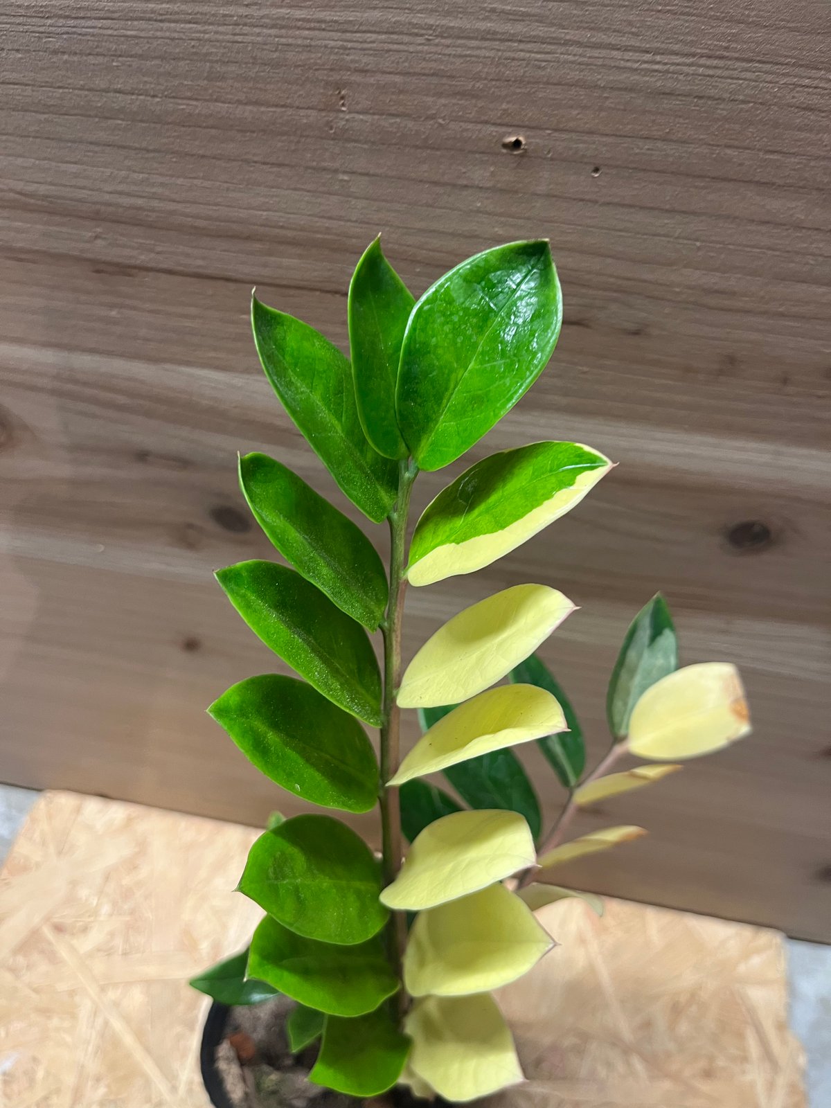 超希少❗️美株❗️ザミオクルカス　ザミフォーリア　斑入り✨ 超希少❗️超美斑❗️ザミオクルカス ザミフォーリア 斑入り