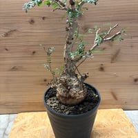 コピアポア シネレア 黒王丸 カキコ | GREEN LUCK