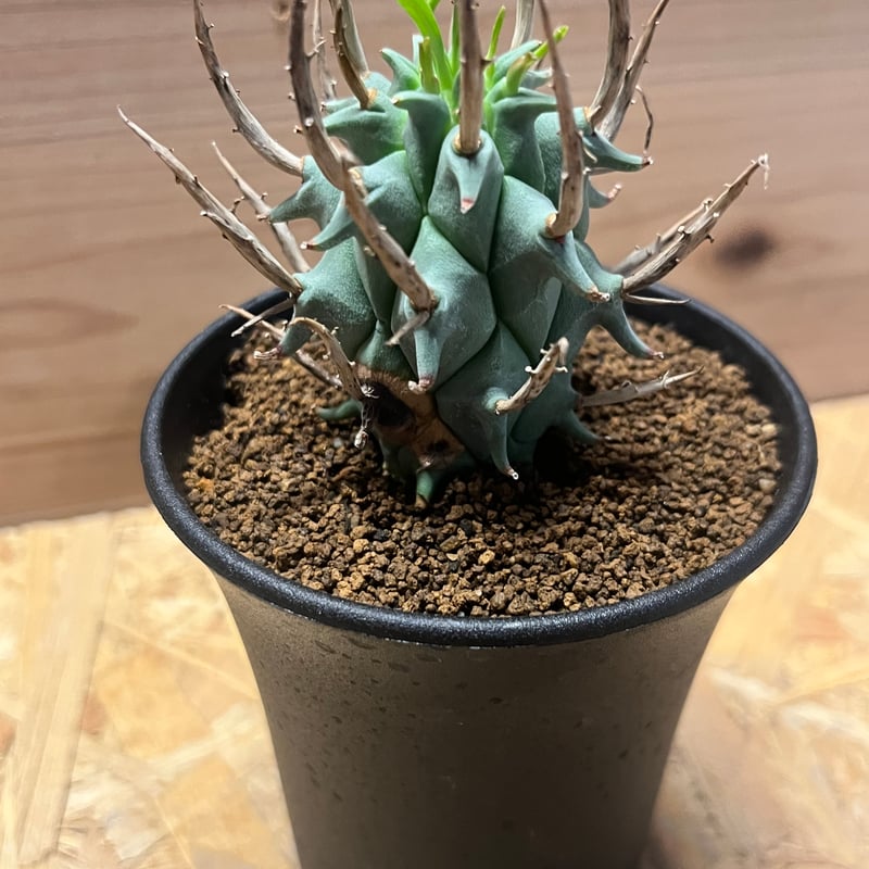 希少 限定1株 ユーフォルビア スコエンランディ子吹き 闘牛角 ユーフォルビア スコエンランディ 