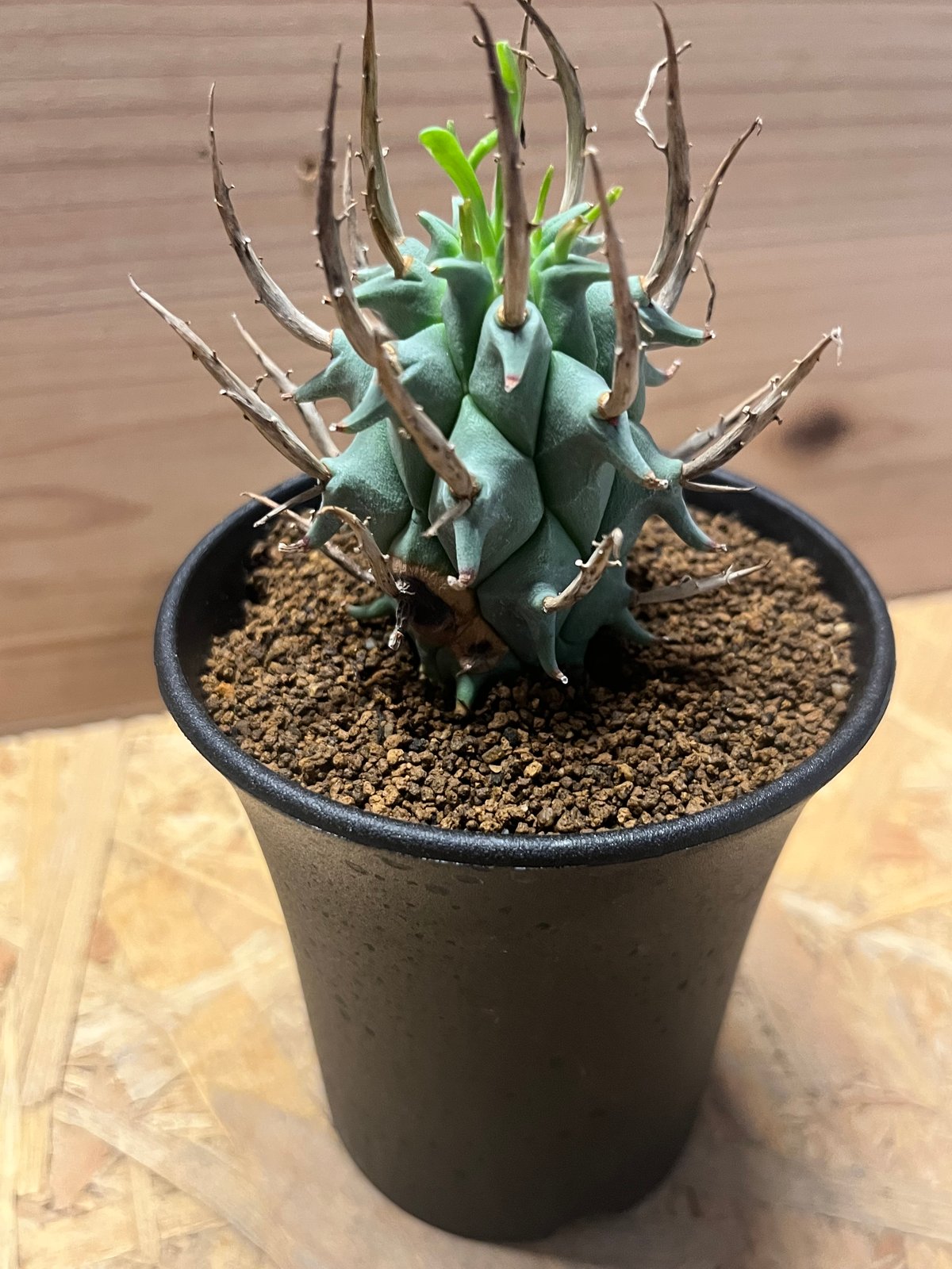 ユーフォルビア スコエンランディ 闘牛角 | GREEN LUCK