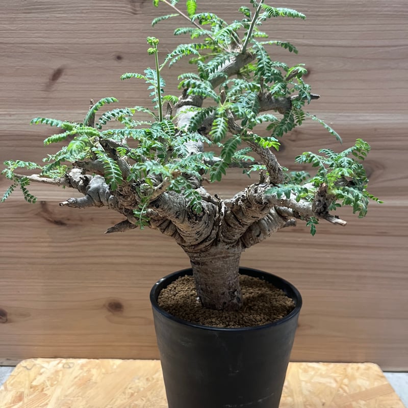 ボスウェリア ネグレクタ | GREEN LUCK