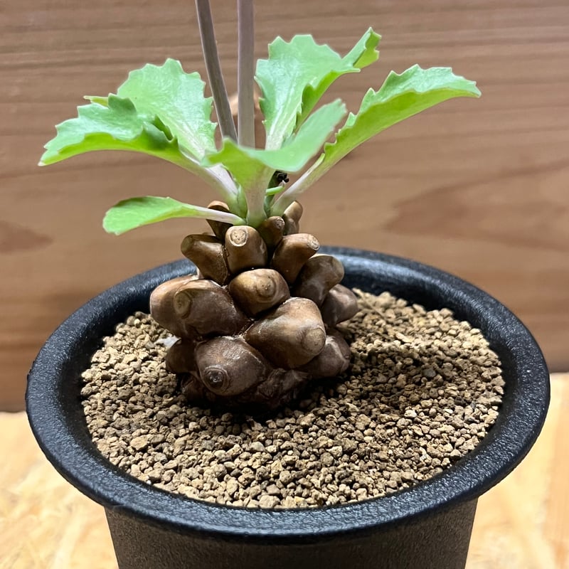 【お盆最終値下げ】ラディオニックペンデュラム　【イギリス直輸入、未使用貴重品】 オトンナ ヘレー | GREEN LUCK