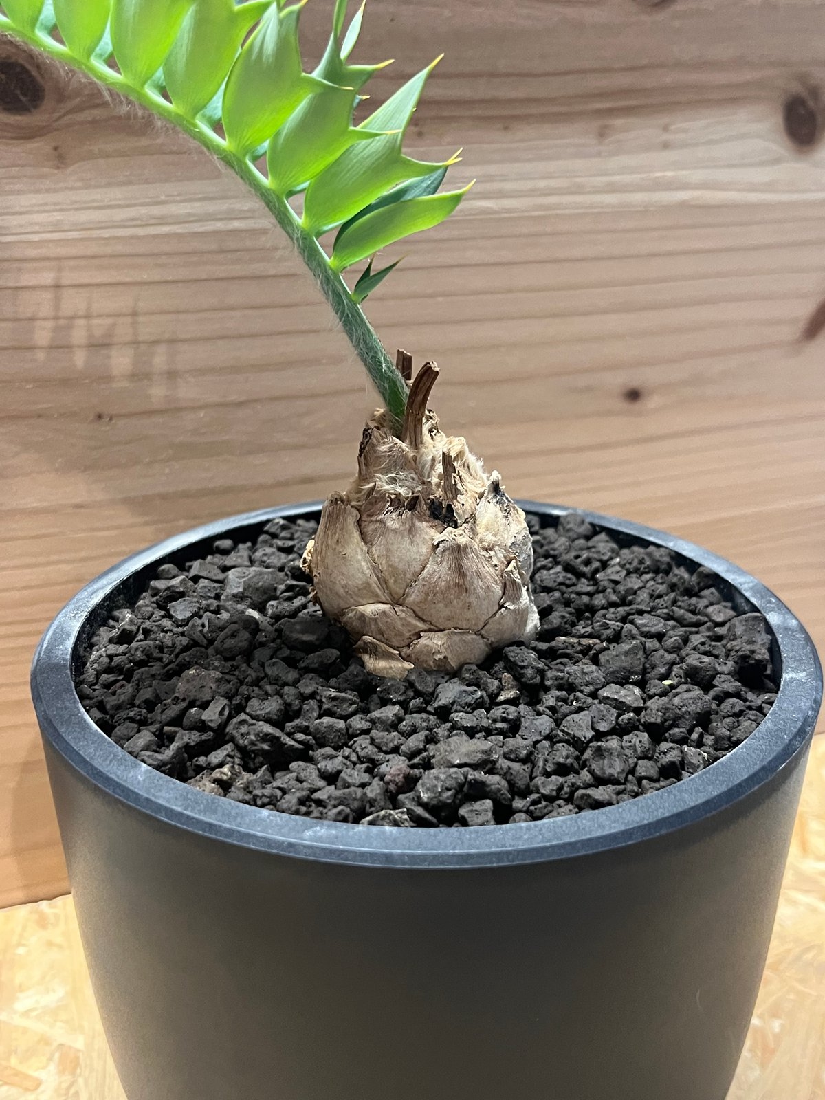 エンセファラルトス ホリダス | GREEN LUCK