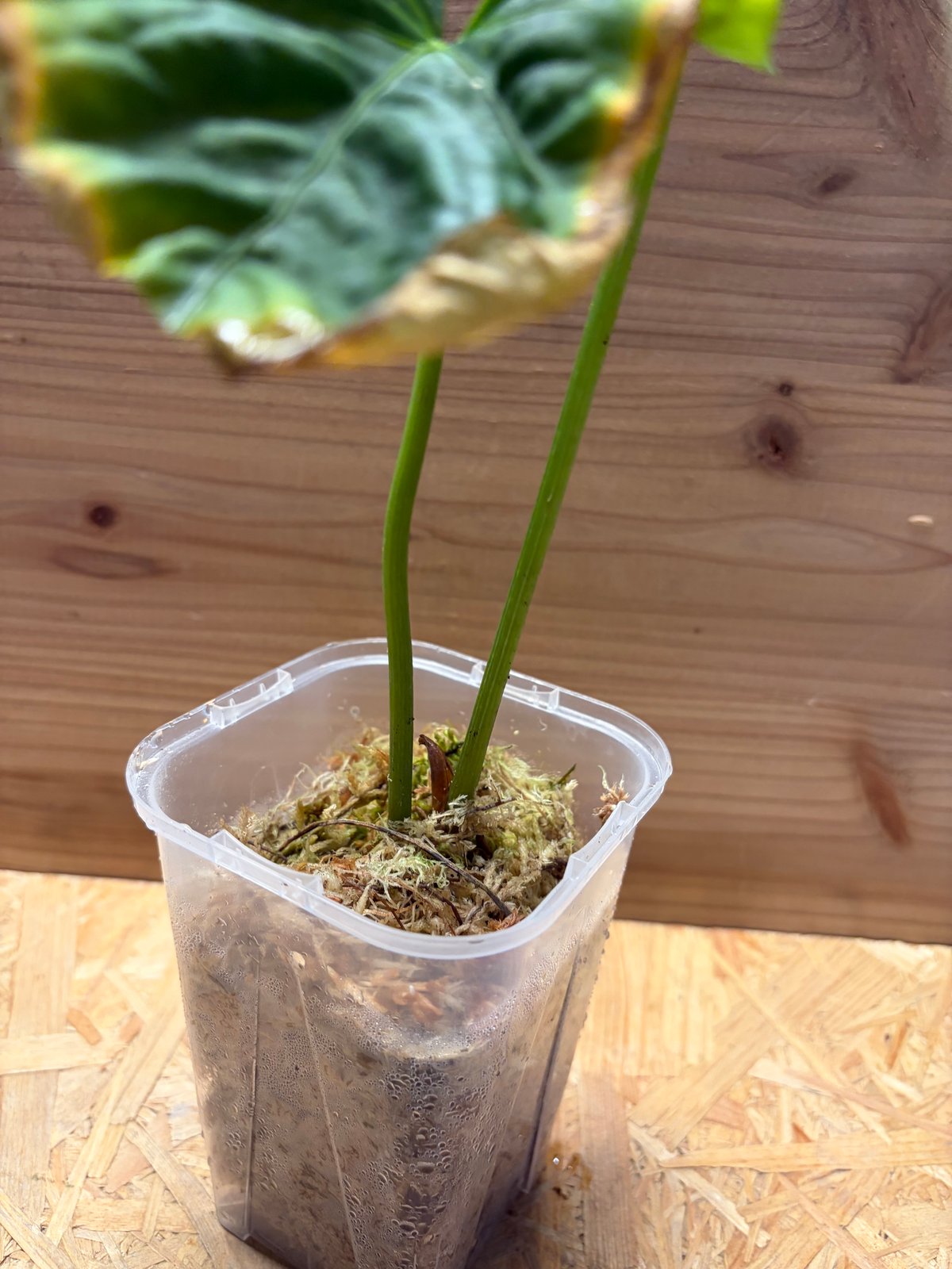 レア！ アンスリウム デビリス Anthurium debilis 【公式通販】