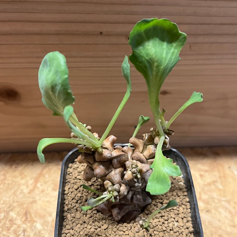 オトンナ ヘレー | GREEN LUCK