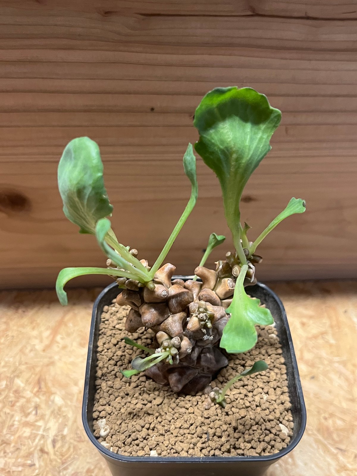 オトンナ・ヘレー オトンナ・ヘレー | 多肉植物・特別な鉢の販売 | トーキー | TOKY