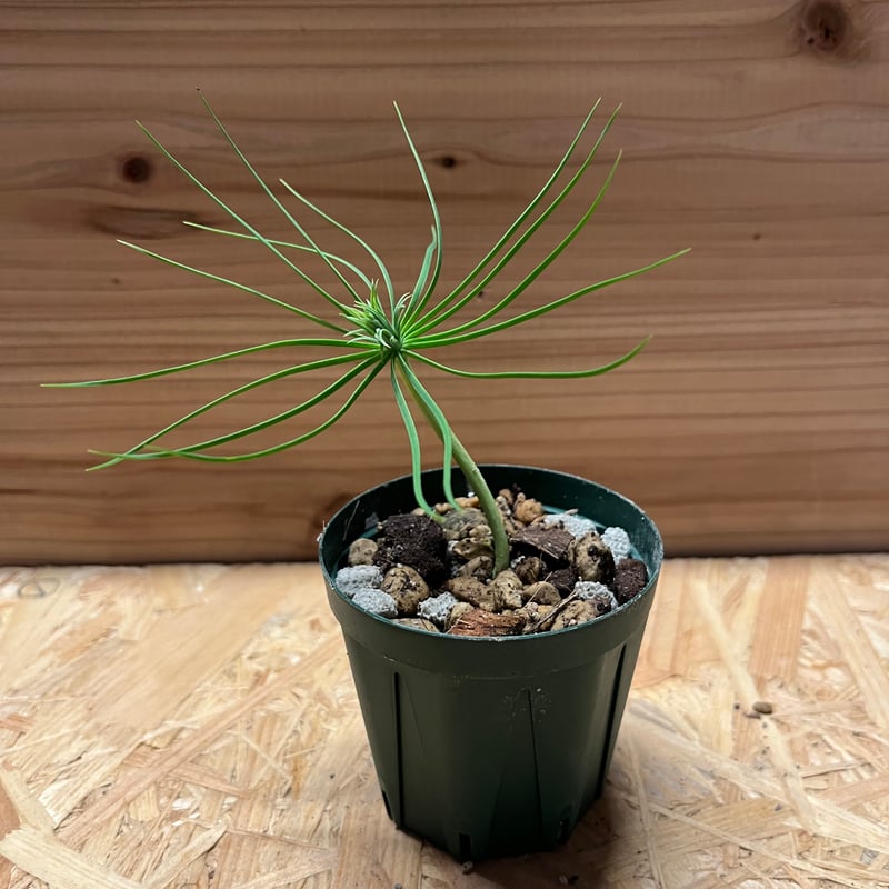 マルチネス ピニョンマツ | GREEN LUCK