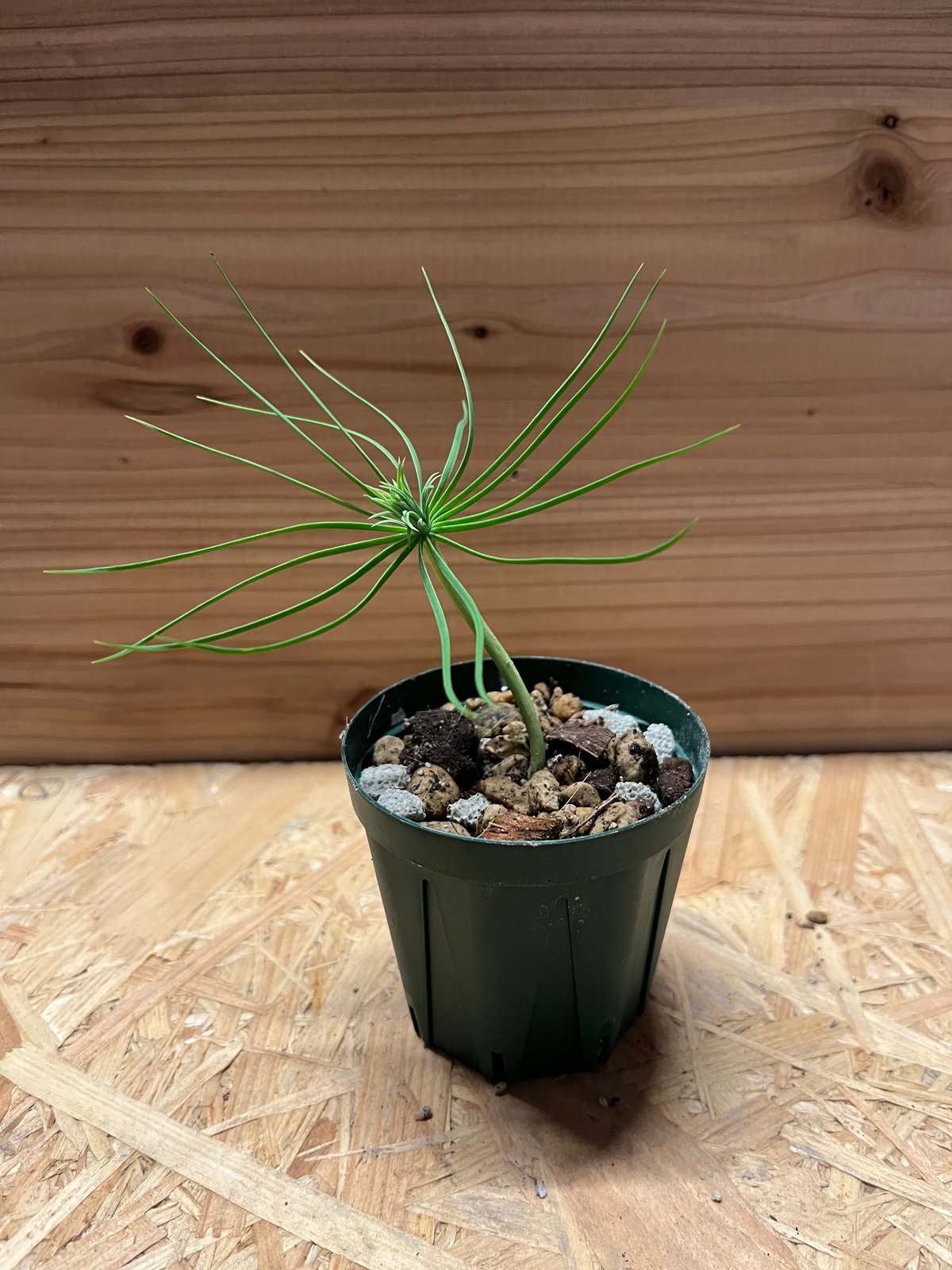 マルチネス　ピニョンマツ マルチネス ピニョンマツ「Pinus maximartinezii Rzed」11J | SH