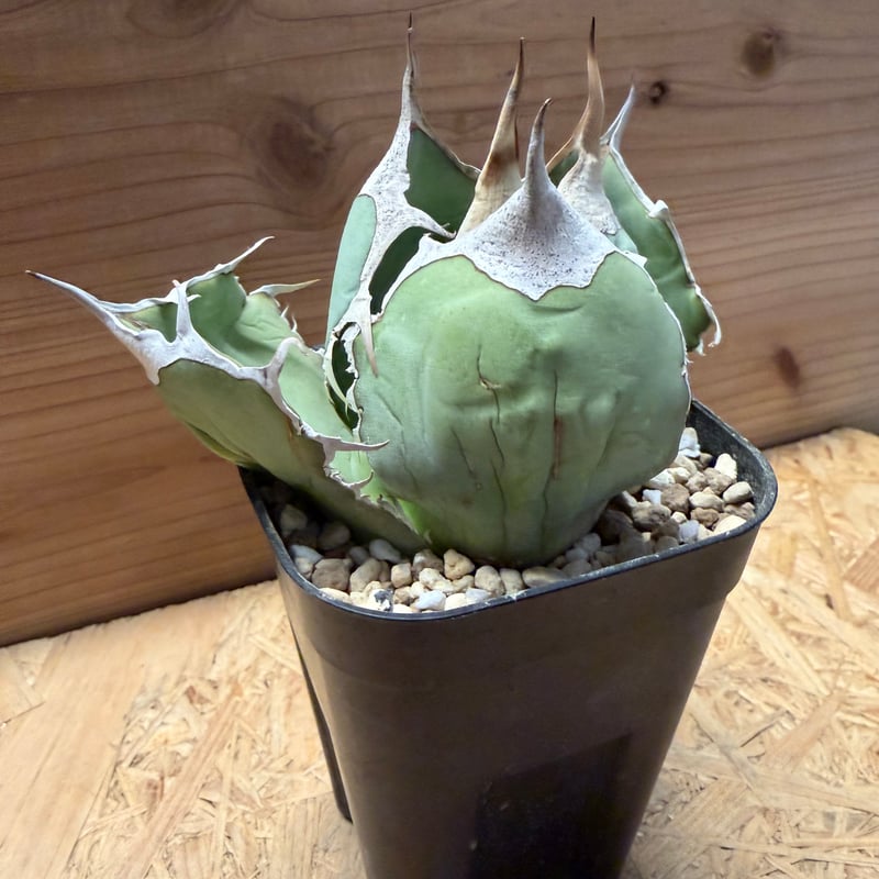 アガベ オテロイ オアハカ | GREEN LUCK