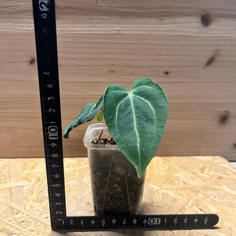 アンスリウム カーラブラッキー | GREEN LUCK