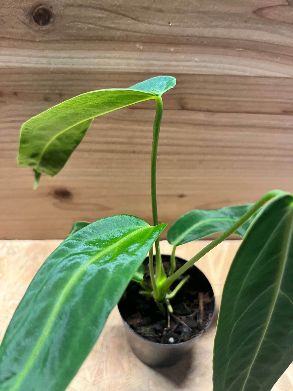 アンスリウム ワロクアナム | GREEN LUCK