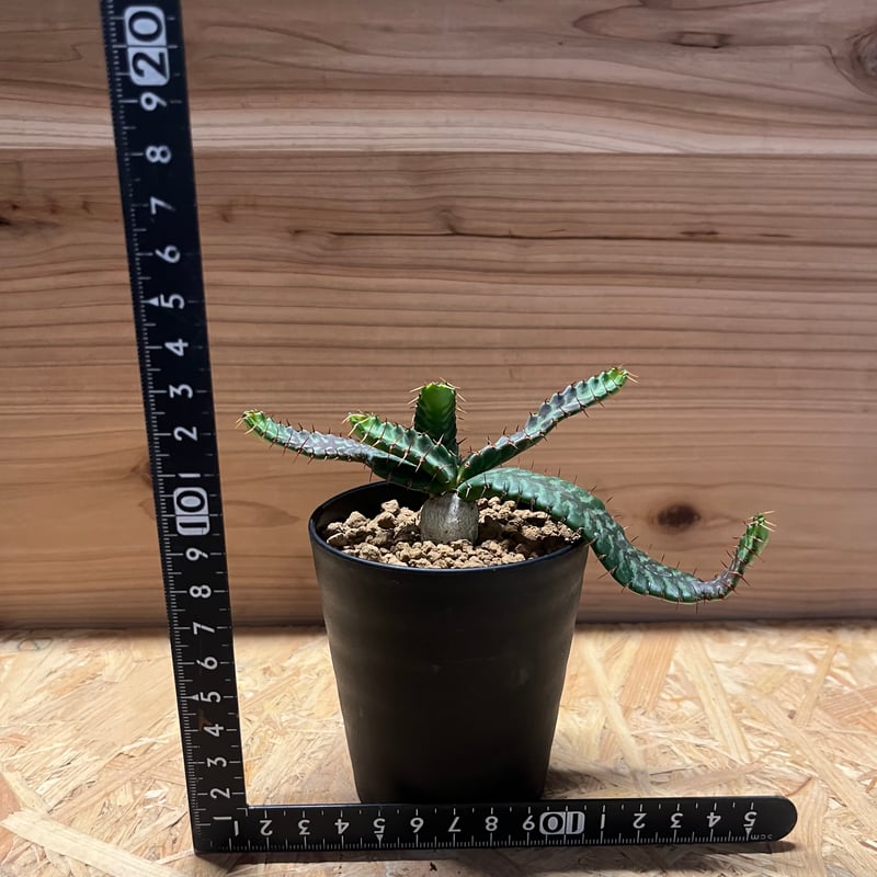 ユーフォルビア ステラータ 飛竜 | GREEN LUCK