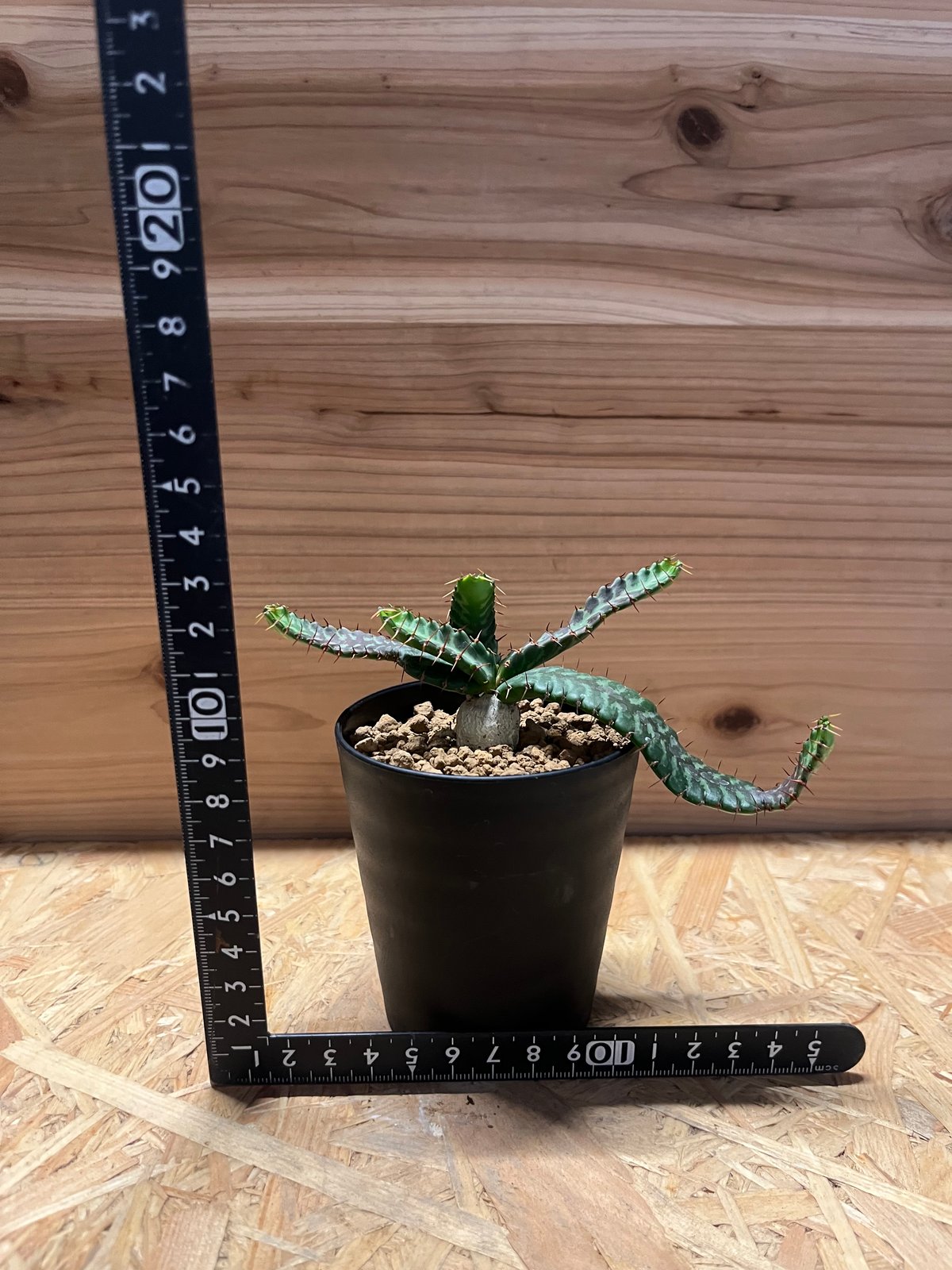 ユーフォルビア ステラータ 飛竜 | GREEN LUCK