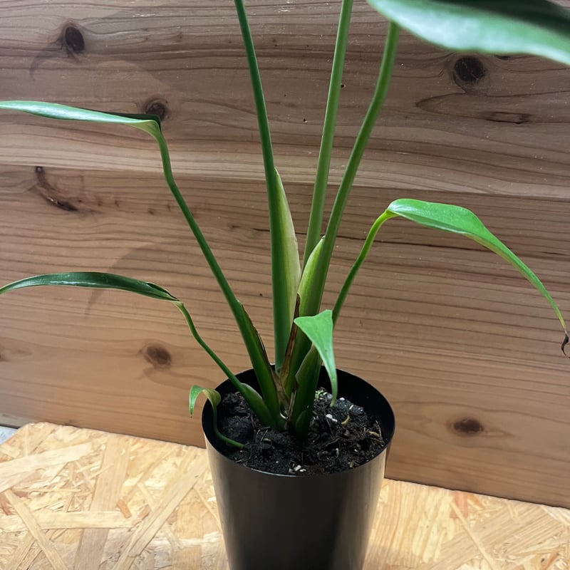 モンステラ バールマルクスフレーム | GREEN LUCK