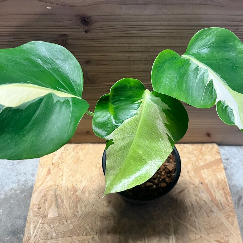 モンステラ デリシオーサ 'ホワイトラヴァ' | GREEN LUCK