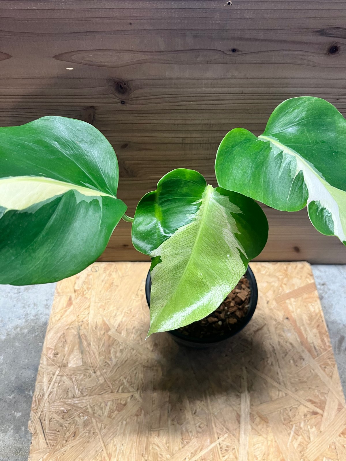 モンステラ デリシオーサ 'ホワイトラヴァ' | GREEN LUCK